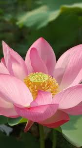 187 lotus hd wallpapers and background images. Lotus Flower Wallpaper Iphone Android Desktop Backgrounds