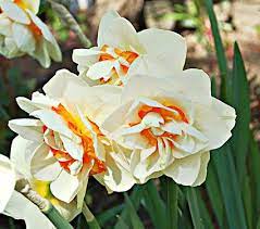 Narcissus Flower Parade White Flower Farm Flowers December Flower