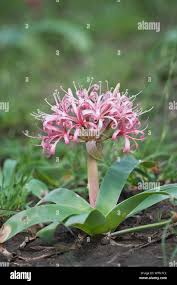 Image result for Ammocharis