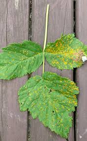 For bramble fruits, remove and destroy all the infected plants and replant the area with resistant varieties.clean away all debris in between plants to prevent rust from spreading.avoid. How To Get Rid Of Rust Kings Plant Doctor