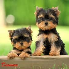 Resultados De La Busqueda De Imagenes De Google De Http Www Yorkshire Dianium Com Espanol Dianium Yorsay Terrier Perritos Jpg Dyr Og Kjaeledyr Kjaeledyr Dyr