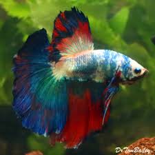A rich source of vitamin c, rose petals act as an excellent sunblock. Premium Male Show Rose Petal Unique Halfmoon Betta Fish