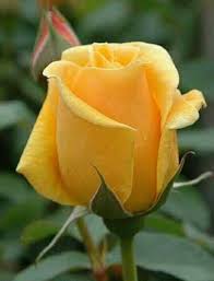 Ini disebabkan oleh salah seorang pengguna twitter yang berkongsikan dua foto kak ros yang. Beragam Macam Jenis Bunga Mawar Steemit