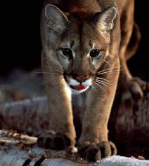 Animal Planet On Instagram This Puma Can Leap For The Stars Sometimes Scaling Twelve Feet These Cuties Have Specia Animal Planet Animal Planet Toys Animals