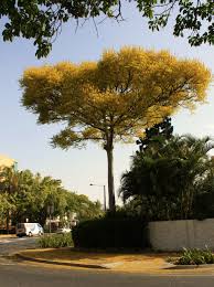 Image result for Schizolobium parahyba