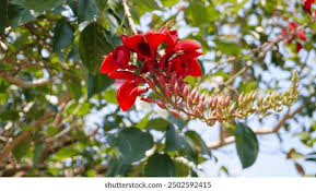 Image result for Erythrina fusca