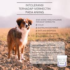 Ivermectin digunakan untuk mengobati penyakit akibat serangan infeksi cacing gelang parasit. Intoleransi Terhadap Ivermectin Pada Anjing Raja Petshop