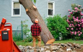 How Much Does Tree Removal Cost? - JNE Tree Services