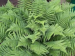 Image result for Dryopteris athamantica