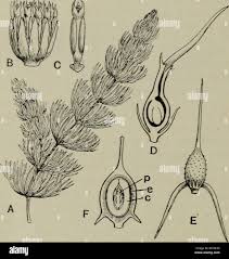 Image result for Ceratophyllaceae