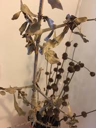 Image result for Synaptolepis alternifolia