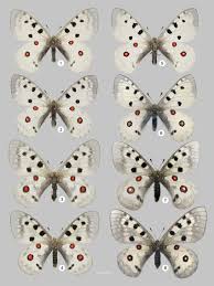 Image result for Parnassius apollo