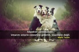 Kopeklerle Ilgili Sozler Guzel Sozler Hayvanlar Hayvan Sozleri Hayvan Barinagi