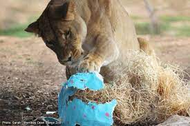 Zoo Volunteers Created Some Easter Inspired Enrichment Items For Our Animals At Werribee Open Range Zoo The Treats Hidden Inside The Items Were Part Of The Dai