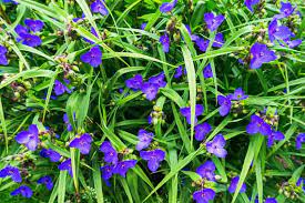 Plants require very little attention and bloom continuously all summer long into fall. Tradescantia Virginiana Virginia Spiderwort