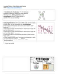 This worksheet is intended to reinforce concepts related to meiosis and sexual some of the worksheets displayed are amoeba sisters answer key, amoeba sisters video recap alleles and genes, amoeba sisters. Amoeba Sisters Alleles And Genes Worksheet As Genetic Drift Docx Amoeba Sisters Video Recap Genetic Drift 1 Populations Can Have Variety Despite Being Made Up Of The Same Species If A
