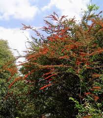 Image result for Combretum microphyllum