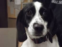 Black And White Hound Dog Mix Adopt Tasha On Petfinder Black And White Beagle Beagle Dog Beagle