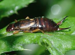 Reportage Jardiner Malin Jardinage Et Recettes De Saison