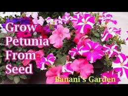 Petunia Flower How To Grow From Seeds And Take Care Youtube Petunia Flower Petunias Hydrangea Care