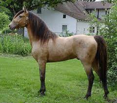 Tennessee walking horses have become a pretty popular breed over the last few decades. Champagne Gene Wikipedia
