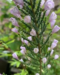 Image result for Fabiana imbricata