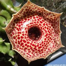 Image result for Huernia erectiloba