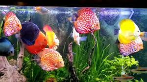 Fish Tank Heater Calculator Video Tropical Freshwater Fish Fresh Water Fish Tank Tropical Fish Tanks