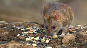 Vogelfutter Ist Auch Bei Ratten Und Mausen Beliebt