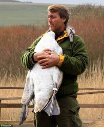 Touching Moment Injured Swan Hugs Man Who Saved Her Life Cute Funny Animals Animals Friendship Animals Beautiful