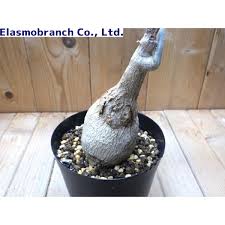 Image result for Pyrenacantha sp. A