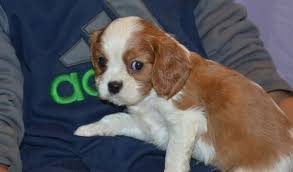 Please visit my puppies page to learn more about getting a luxxar cavalier. Top Quality Cavalier King Charles Spaniel Puppies Ready Now For Sale For Sale In Chicago Illinois Classified Americanlisted Com