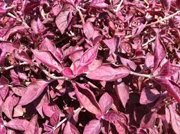 Image result for Iresine lindenii