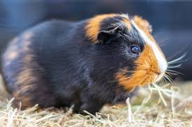 Clicker training is teaching your guinea pig that whenever they hear the clicker, they have done something well, and they are going to get a treat. How Long Do Guinea Pigs Live Here S What To Know Pawtracks
