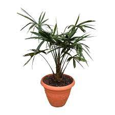 Department of agriculture hardiness zones 8 to 10. Australian Cabbage Palm Mashtal Garden Centers