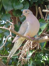 Baby Bird With No Feathers Morning Dove 1 From Uploaded By User No Url Beautiful Birds Backyard Birds Birds