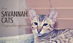 Are Savannah Cats Hypoallergenic? Litter box trained? What ...