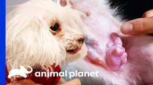 Drastic decline in their appetite or no interest in eating at all 11 Year Old Dog Gets Large Mammary Tumor Removed Dr Jeff Rocky Mountain Vet Youtube