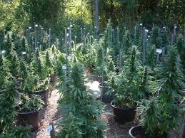 Unsere zusammenfassung der besten sorten für jede klimazone wird dir dabei helfen, abgefahreres marihuana im frühling, sommer und herbst anzubauen. Wie Baut Man Cannabis Outdoor An Cannabis Rausch
