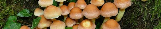 Maybe you would like to learn more about one of these? Swissfungi Online Distribution Maps Of Mushrooms In Switzerland Waldwissen Net