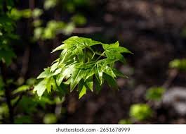 Image result for Altingiaceae