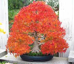 Zeigt Her Eure Ahorner Seite 1 Foto Treff Mein Schoner Garten Online Bonsai Pflanzen Garten Bonsai