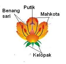 Lalu sebaliknya, bila bunga tidak mempunyai salah satu dari kelengkapan bunga, maka bunga itu bisa di golongkan menjadi tumbuhan bunga tak sempurna. Gambar Bunga Tidak Sempurna Brainly Co Id