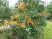 Image result for Pyracantha coccinea golden charmer