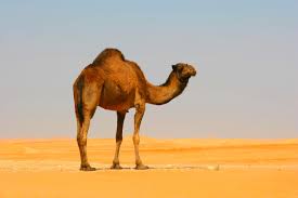 A free parent teacher resource to help teach drawing and give young artist confidence. Happy Hump Day Why Is It On A Wednesday And What Are The Funniest Quotes And Memes