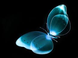3d Wallpapers 1920 1080 Free Download For Laptop Blue Butterfly Wallpaper Black And Blue Wallpaper Butterfly Wallpaper