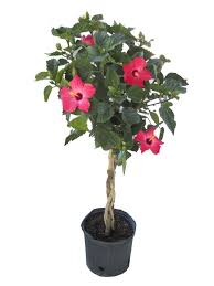 Image result for Hibiscus noldeae