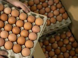 Pone en el google venta de huevos de codorniz. Zwxiaxiwsatfkm