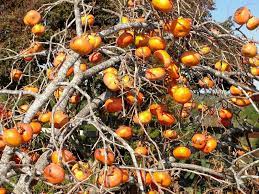 This cultivar is more susceptible to cold; Oriental Persimmons Grow Well In East Texas Soil Lifestyle Tylerpaper Com