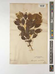 Image result for Memecylon sp. C